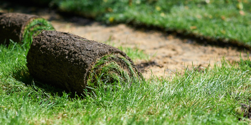Lawn Sodding: A DIY Project or a Pro’s Job? | Davidson Landscape Nursery